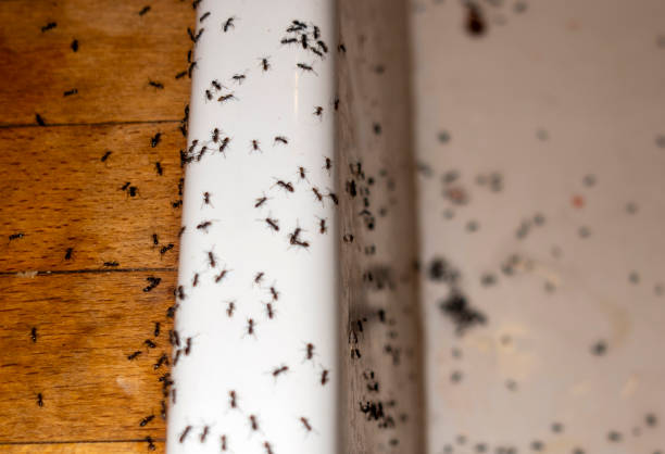 Best Pest Control for Homes  in Steep Falls, ME