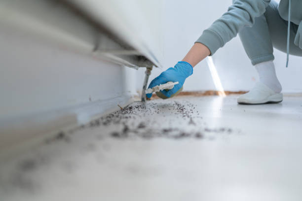 Best Wasp Removal Services  in Steep Falls, ME